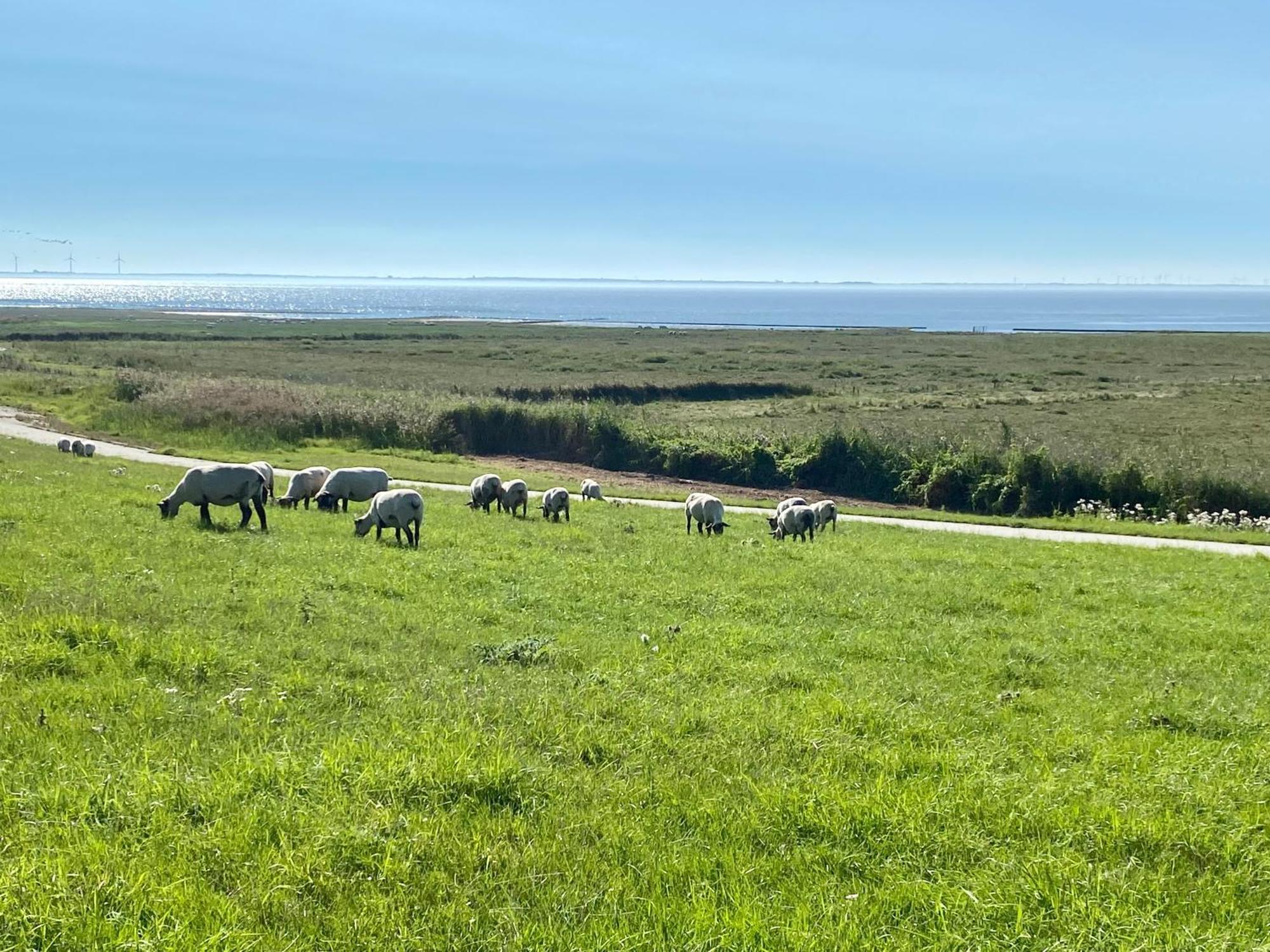 Haus Meerauszeit - Erholung An Der Nordsee Schweiburg Dış mekan fotoğraf
